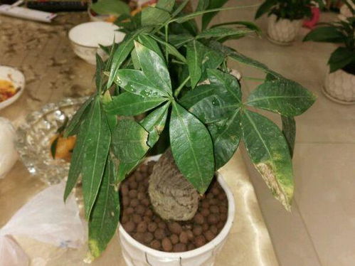 养发财树需注合理浇水