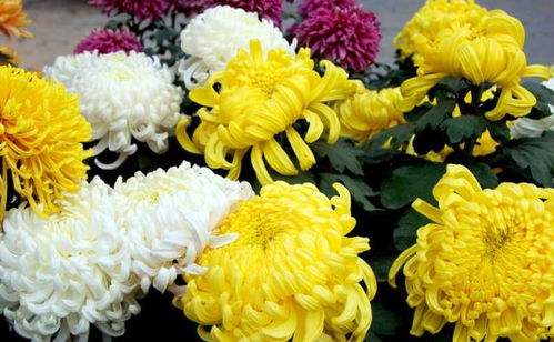 菊花什么季节开放？难道不是一年四季都开吗