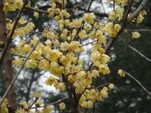 腊梅色彩的多样魅力