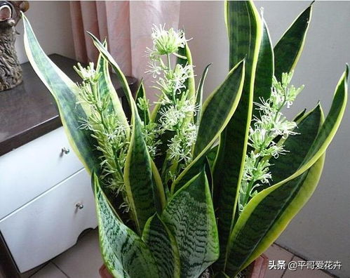 虎皮兰换盆的最佳时间，春季还是秋季更合适呢