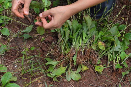 车前草播种深度的诀窍