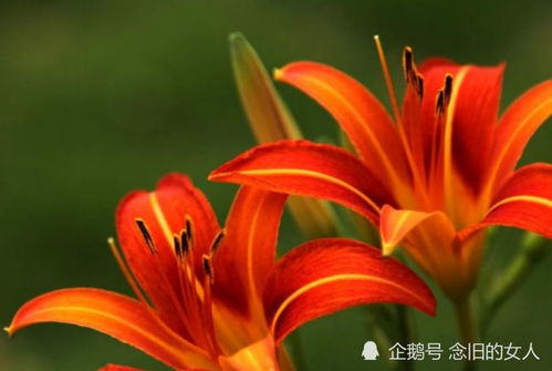 一帆风顺：花卉象征吉祥与顺遂，揭秘花语背后的深层含义