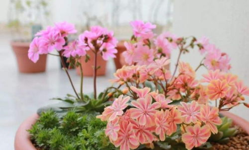 雀梅养殖，打造精致花园