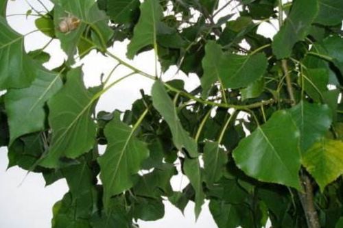 堪根系：好苗的细根像粉丝汤里的龙口粉丝， 白花花缠成团