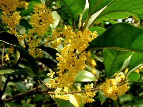 桂花树种家里好不好？适合家居环境吗