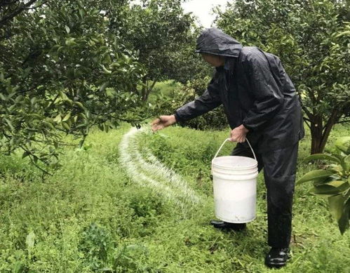 春季桃树施肥，关注氮磷钾平衡