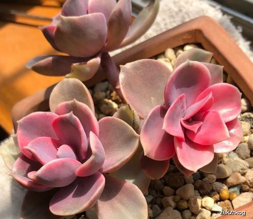多肉叶插发芽怎么浇水？发芽后还需注意什么