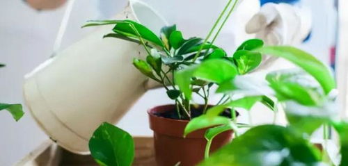 如何彻底清除花盆里繁殖的虫害，避免对植物造成伤害