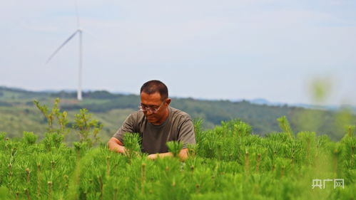 防护林的病虫害防治
