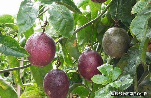 百香果当年种植，能当年结果吗
