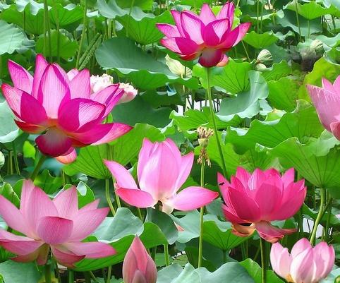 荷花的开花季节，有何独特之处？