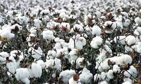 棉花原产地是哪个国家？看完这篇文章你就知道啦