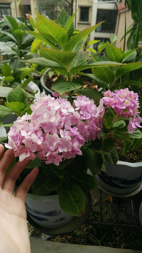 绣球花的病菌感染