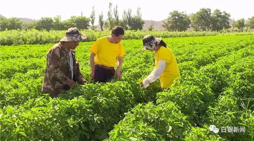 东兰县启动4万亩油茶种植项目，绿色产业助力乡村振兴