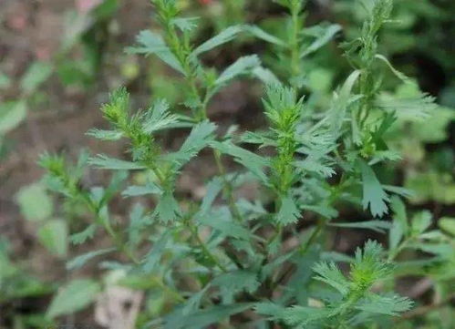 《本草纲目》中的草本植物种类探秘