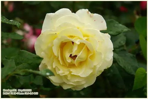 月季花：双子叶植物，爆款花卉，花界明星！