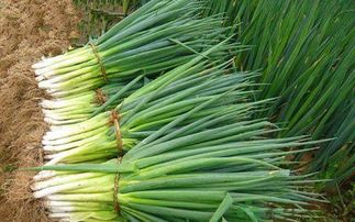 大葱苗田除草剂的使用方法：