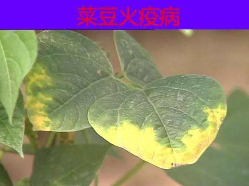 氯氟醚菌唑：神奇农药的神秘面纱