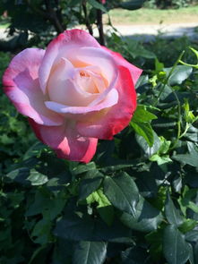 月季园里的明星品种