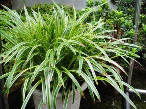 麦冬到底适不适合花盆中种植？