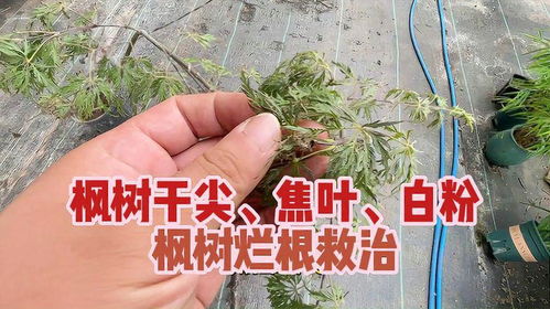 燕子掌叶子烂了如何挽救