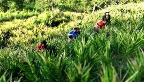 一、荒地种植什么菜不用打理？