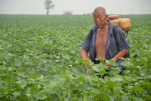 一、农药的种类