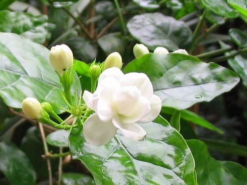 龙吐珠花怎么在家养护才能保证其开花旺盛