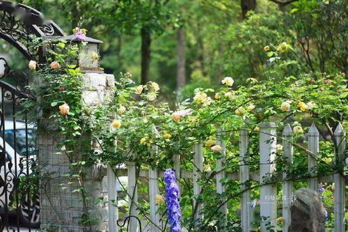 说真的，学校摆花这事吧，千万别追求名贵品种！像我们学校去年种的进口玫瑰，冬天全冻死了反倒是本地野花组合长得特旺。还有啊，千万别让学生参与养护！我们班负责的向日葵花坛，孩子们天天抢着浇水，比上劳动课还积极。