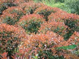 新手种植：哪个梗适合我