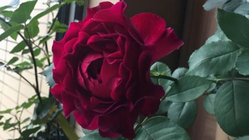 一秒带你入坑的5个优美月季花，哪种品种最适合新手养护呢？