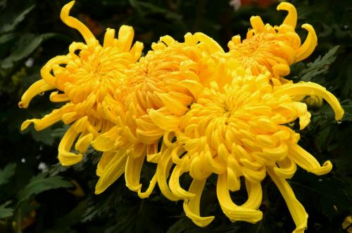 家里养菊花，对风水有影响吗