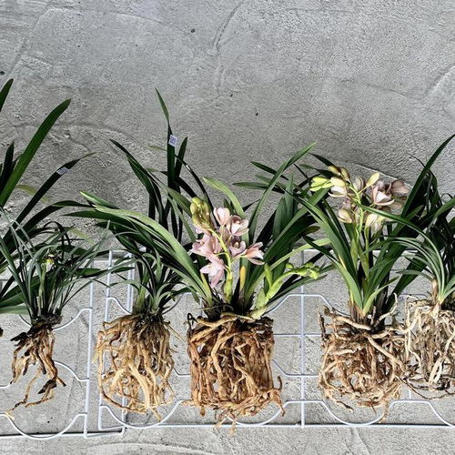 松树皮养兰花，天然护兰神器！