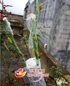 月季树嫁接， 选砧木有讲究