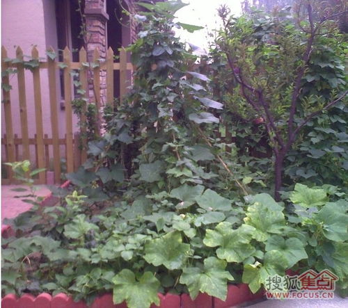 迷迭香：厨房的天然香料