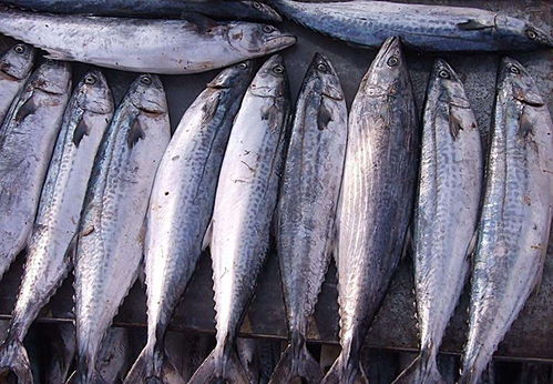 如何准确辨别国产鱼粉的真伪？有哪些技巧和注意事项？