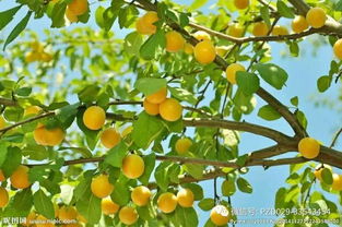 新手种植杏树的小烦恼：如何辨认小苗长啥样？