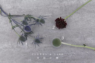 仙人掌开花有什么特别的寓意，它背后蕴含着怎样的美丽与哲理呢