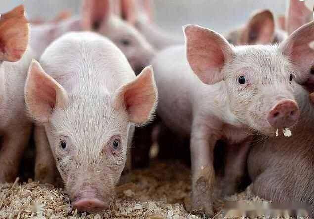 养猪人补铁时这4大误区你真的搞清楚了吗？