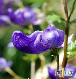 南方常见草本植物，四季常青的秘密！