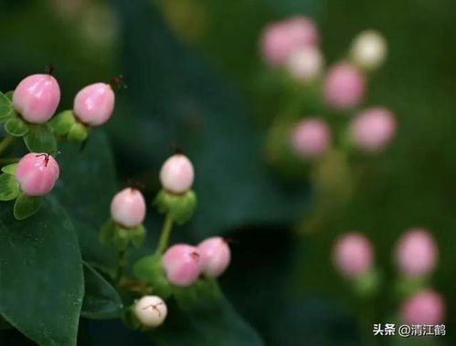 贵州金丝桃种子揭秘：长什么样？怎么辨别品质？种植方法大揭秘！