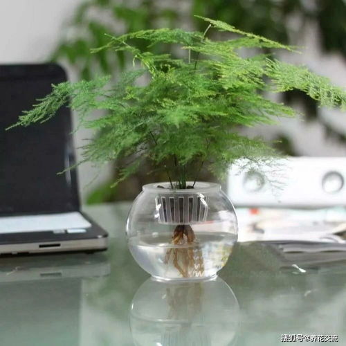 半水培文竹，如何从水培转土培