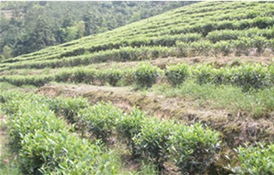 新方案Neng省63元/亩？真的吗？