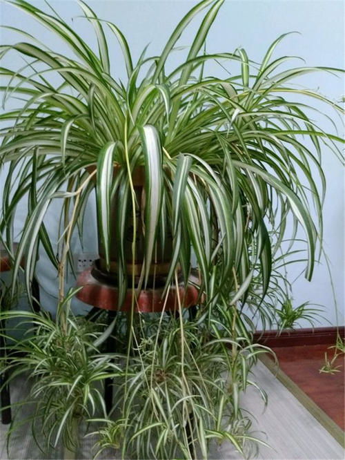 吊兰小吊不剪，养出爆美空中花园！