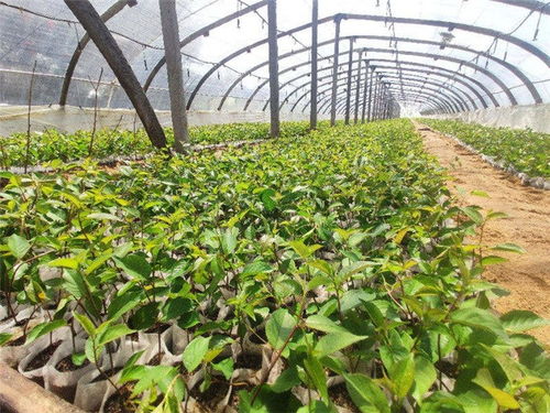 大樱桃嫁接苗移栽关键：出圃前精细管理指南