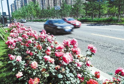 月季，四季的芬芳使者