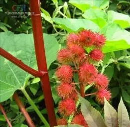 蓖麻价格波动， 让市场如履薄冰