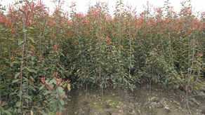 红叶石楠的种植时间