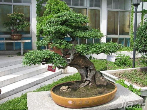 人参榕树盆景控叶技巧，如何拆分叶片层次
