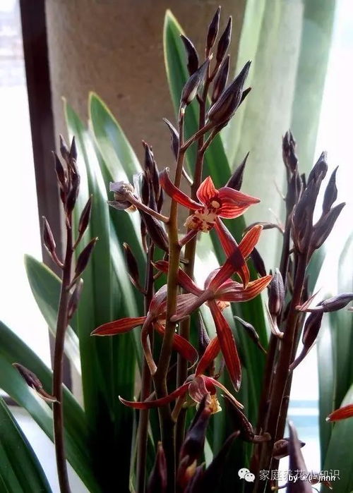 常见兰花品种介绍